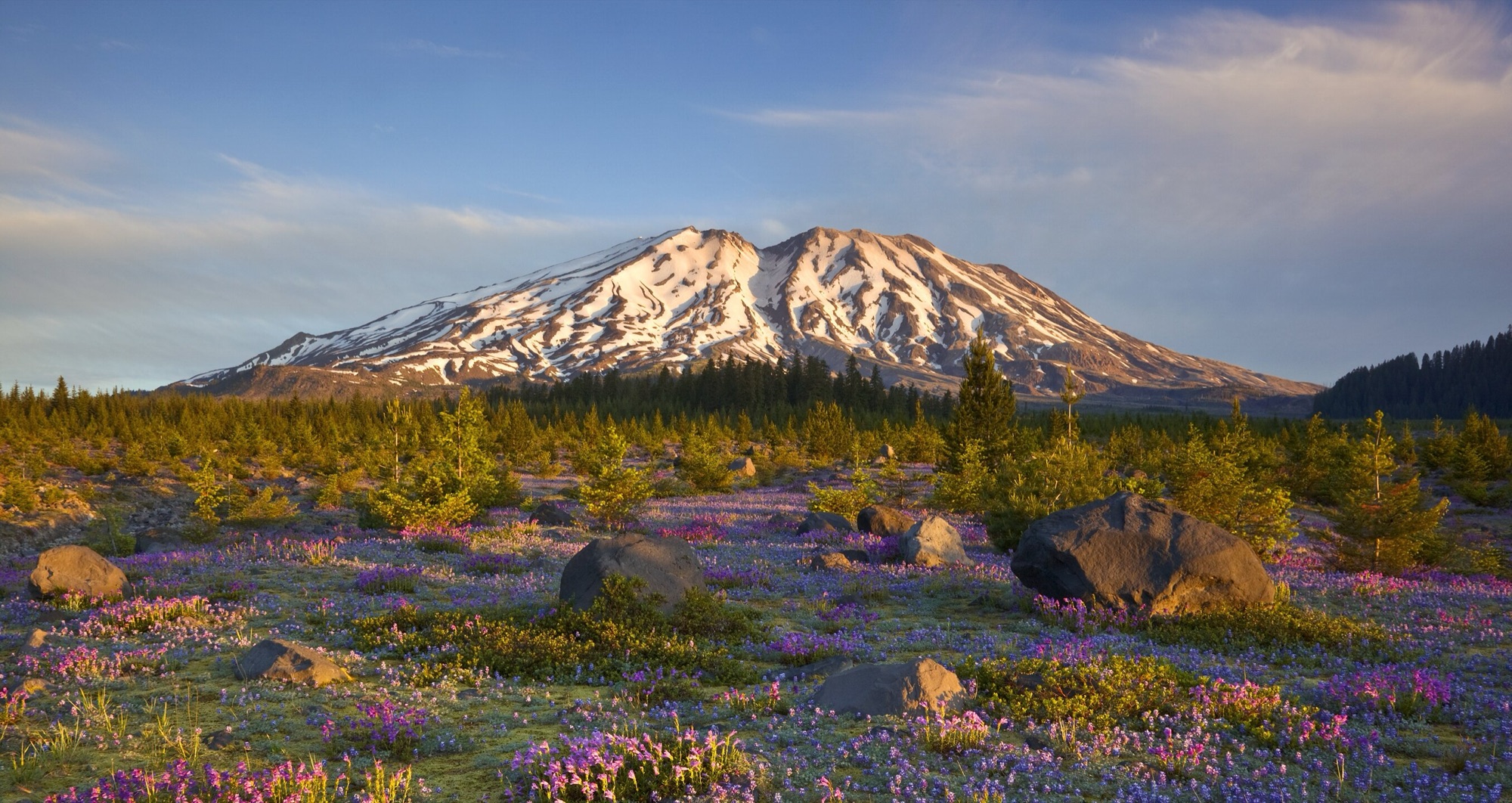 Mount St. Helens above a meadow of lupine